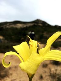 Close-up of yellow flower