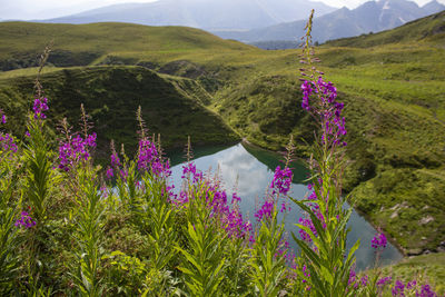Purple flowering plants on land against mountains