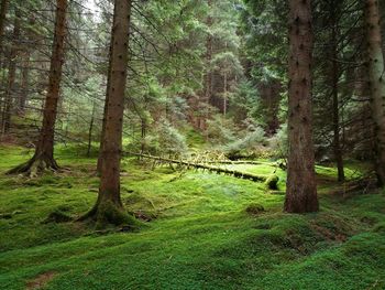 Trees growing in forest