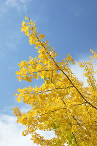 Low angle view of yellow flowering tree against sky