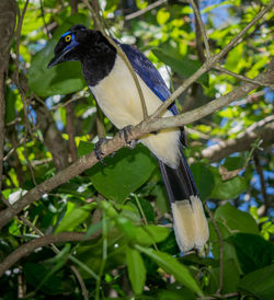 Close-up of bird perching on branch