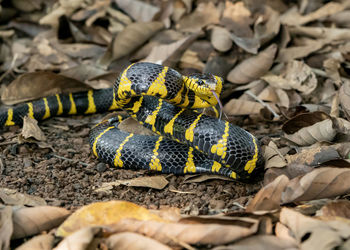 Close-up of snake