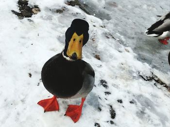 High angle view of bird on snow