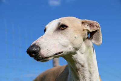 Close-up of dog against sky