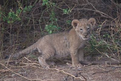 Portrait of lion on field