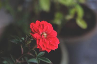 Close-up of red flower blooming outdoors