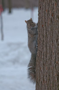 Close-up of squirrel on tree trunk