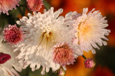 Close-up of flowers blooming outdoors