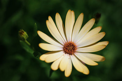 Close-up of yellow flower