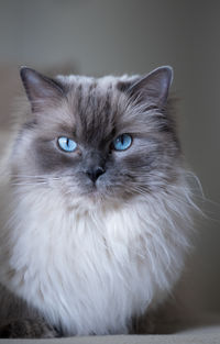 pet