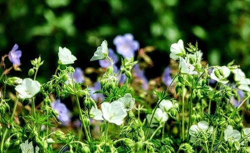 Close-up of purple flowers