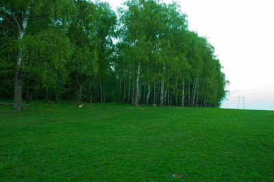 Trees on field