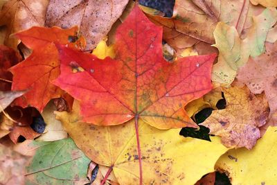 Close-up of dry maple leaves during autumn