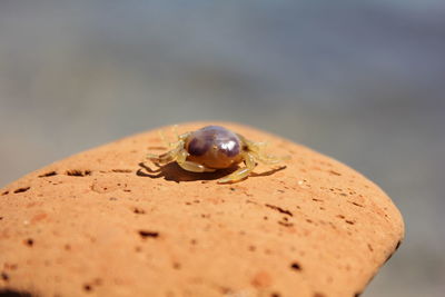 Close-up of snail