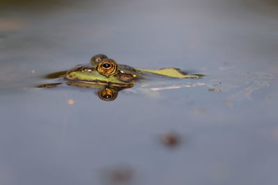 Close-up of frog in water