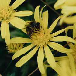 Close-up of honey bee pollinating on yellow daisy