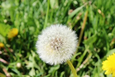 Close-up of dandelion flower