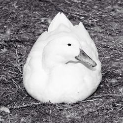 Bird on grassy field