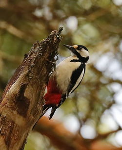 Close-up of bird perching on tree