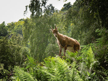 Deer standing on land in forest