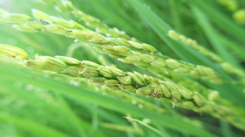 Full frame shot of wheat