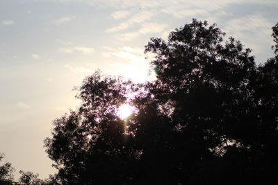 Low angle view of silhouette trees against sky