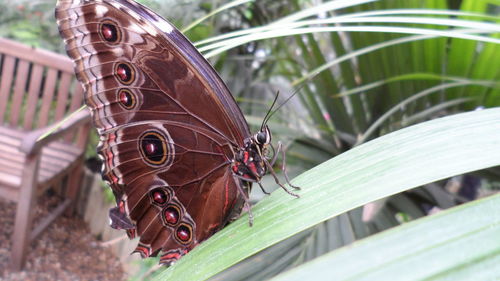 Close-up of butterfly on rusty metal