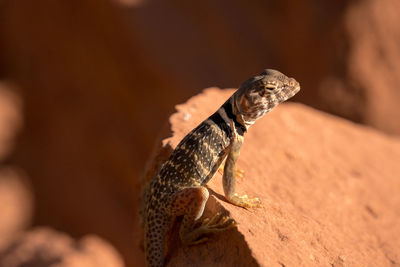 Close-up of a lizard