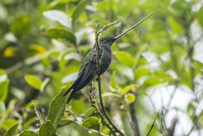 Bird perching on a plant