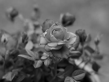 Close-up of rose plant