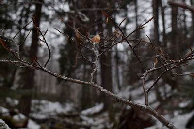 Low angle view of spider web on tree