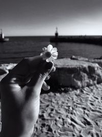 Close-up of hand holding plant at beach