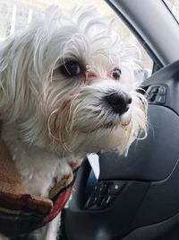 Close-up of dog in car