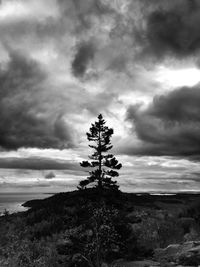 Tree on landscape against cloudy sky