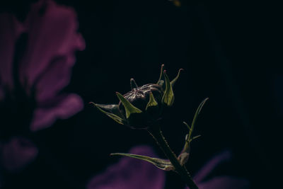 Close-up of plant
