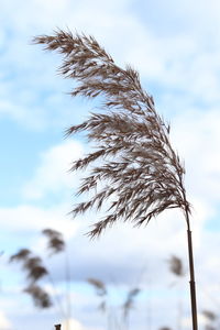 Low angle view of stalks against sky
