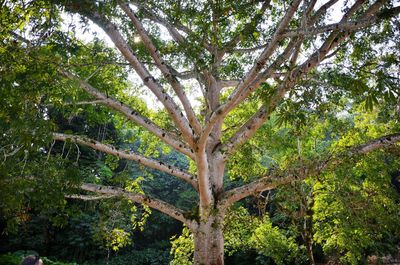 Low angle view of tree in forest