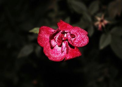 Close-up of red rose