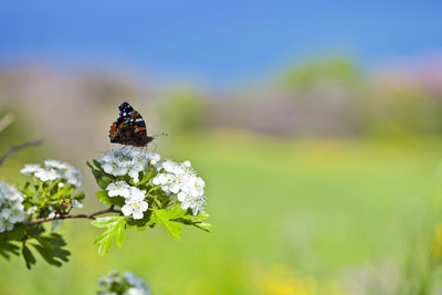 Close-up of butterfly pollinating on flower