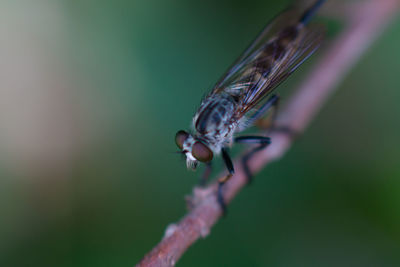 Close-up of insect