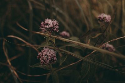 Close-up of thistle blooming outdoors