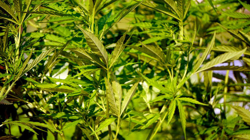 Full frame shot of plants