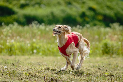 Saluki dog in red shirt running in green field and chasing lure at full speed