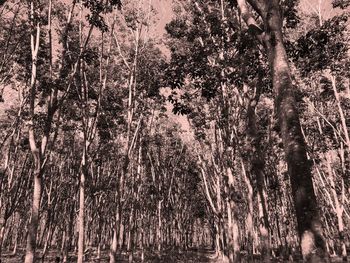 Low angle view of trees in forest