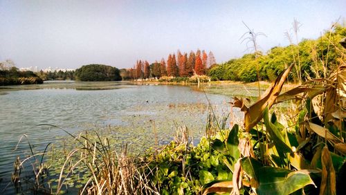 Scenic view of lake against clear sky