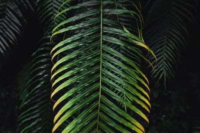 Close-up of palm tree leaves