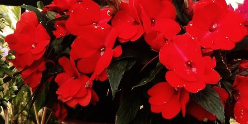 Close-up of red flowers