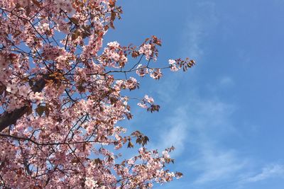Low angle view of flowers against blue sky