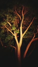 Plant growing on tree trunk