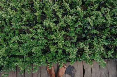 Low section of person standing by plants